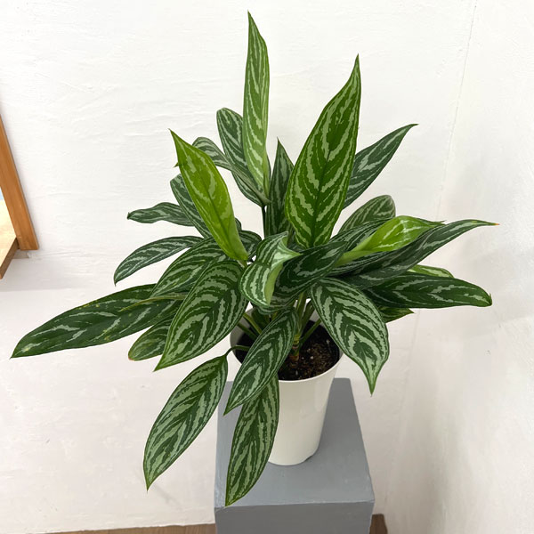 園芸ネット本店｜アグラオネマ：sp. 6号鉢植え の通販【公式】