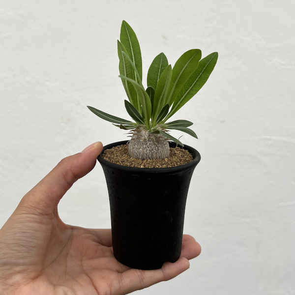 園芸ネット本店｜パキポディウム：恵比寿大黒 2.5号鉢植え* の通販【公式】