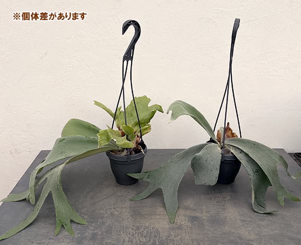 園芸ネット本店｜ビカクシダ（コウモリラン）：ウィリンキー 4号吊り鉢