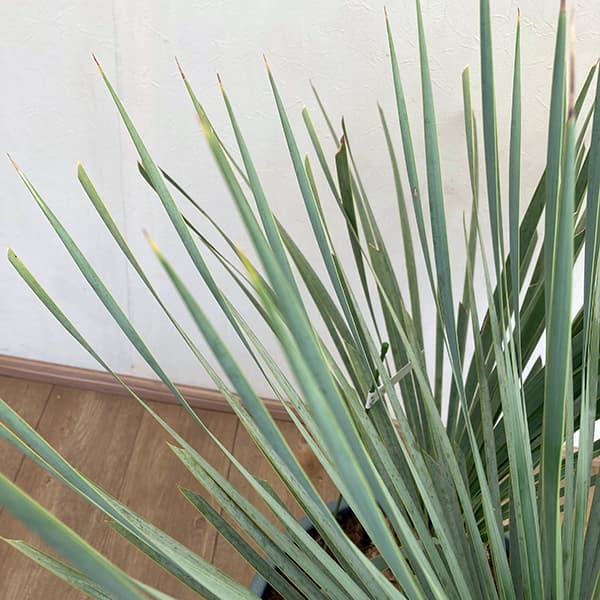 園芸ネット本店｜ユッカ：ロストラータ ブルー＆ブルー（多頭）40cm