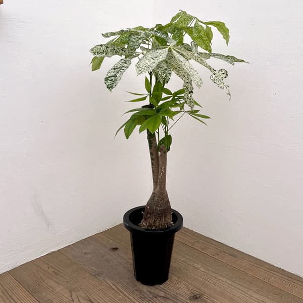 園芸ネット本店｜パキラ：ミルキーウェイ 7号鉢植え25-04 の通販【公式】