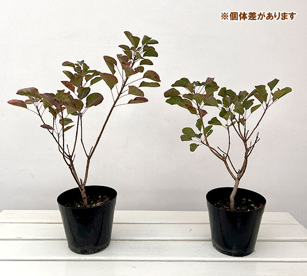 園芸ネット本店｜スモークツリー：パステルシュシュ5号ポット の通販