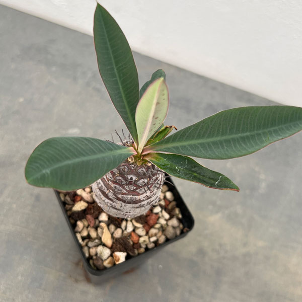 園芸ネット本店｜ユーフォルビア：パキポディオイデス 2.5号鉢植え* の