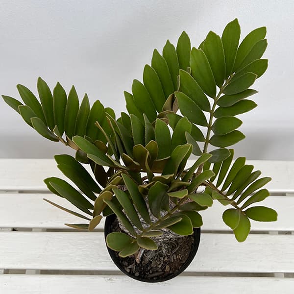 園芸ネット本店｜ザミア：フルフラセア 7号鉢植え25-05 の通販【公式】