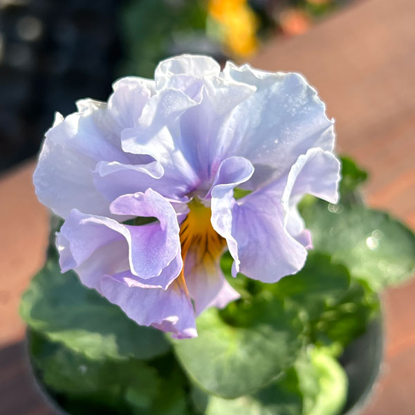 園芸ネット本店｜見元園芸さんのパンジー：ラブリードレッシー3-3.5号