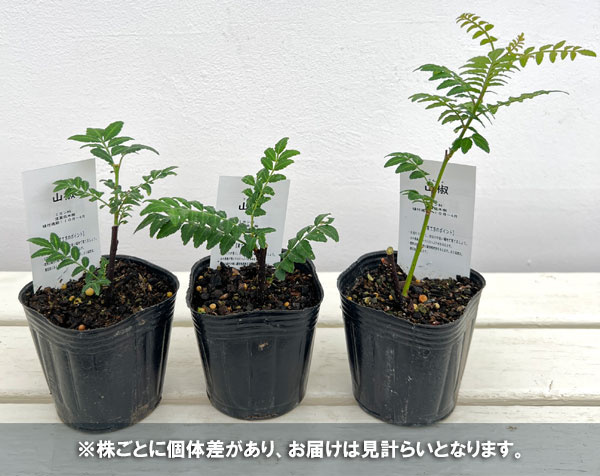 園芸ネット本店｜山椒（サンショウ）：朝倉（アサクラ）大粒3号ポット