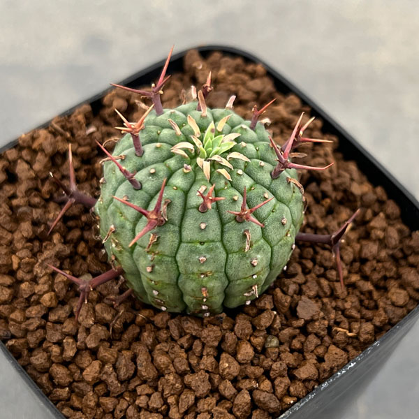 園芸ネット本店｜[ザ・ファームセレクト]ユーフォルビア：ステリスピナ