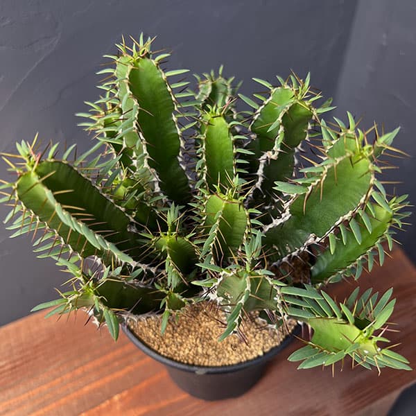 園芸ネット本店｜ユーフォルビア：ムランジーナ 4号鉢植え の通販【公式】