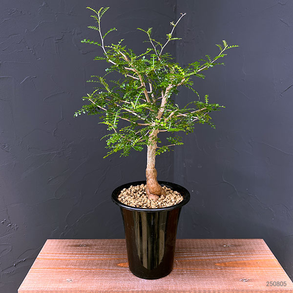 園芸ネット本店｜オペルクリカリア：デカリー 4.5号鉢植え25-02 の通販