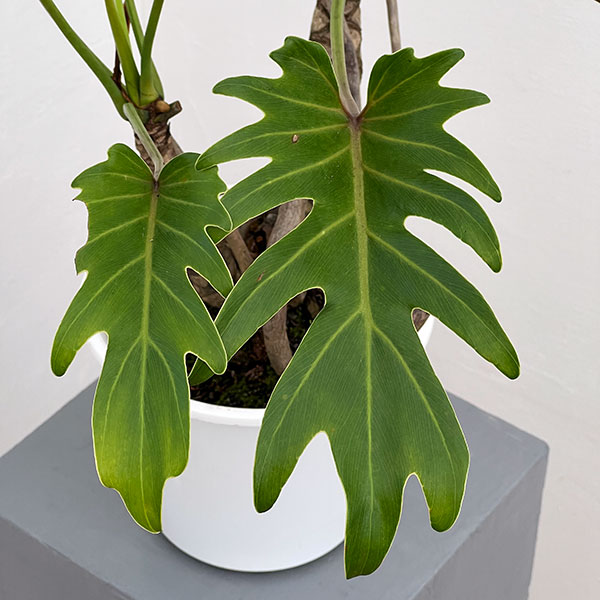 園芸ネット本店｜フィロデンドロン：クッカバラ（幹上がり） 6号鉢植え