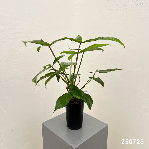 園芸ネット本店｜フィロデンドロン：69686 3号鉢植え の通販【公式】