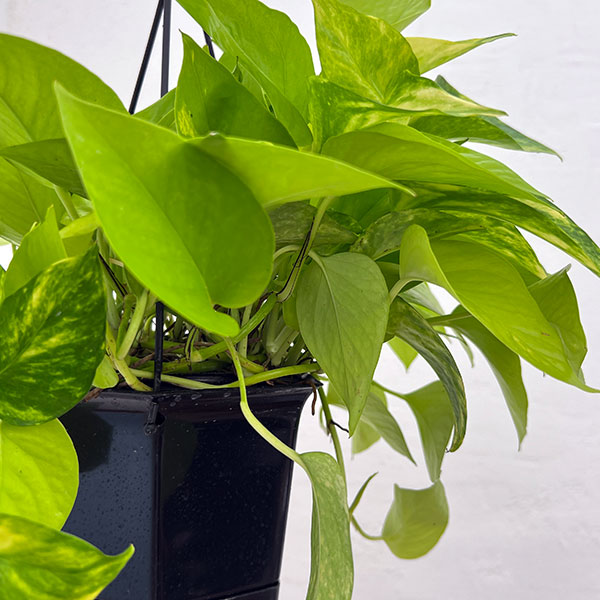 園芸ネット本店｜ポトス（2色植え）：ハッピーライム5号吊り鉢 の通販