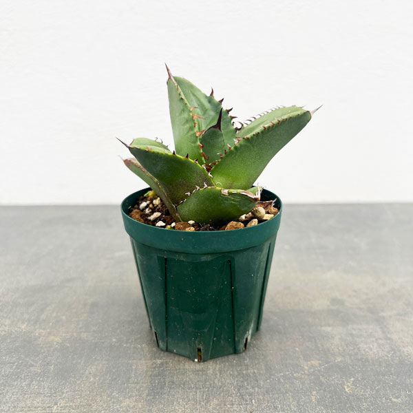 園芸ネット本店｜アガベ：オテロイ（FO-076 エフオーゼロナナロク