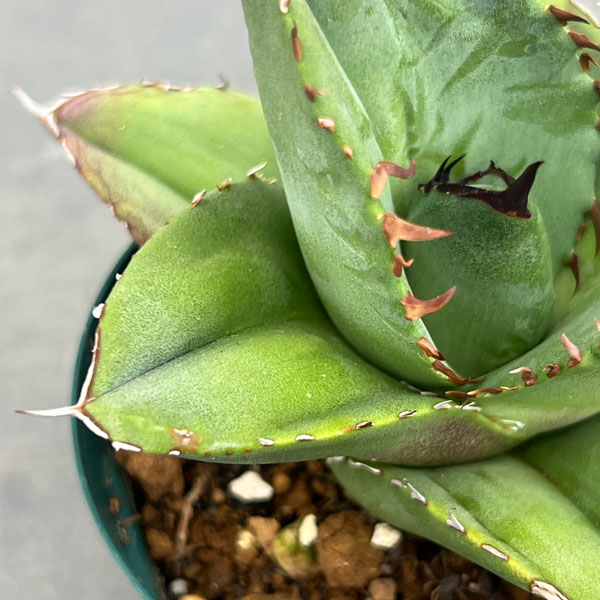 園芸ネット本店｜アガベ：オテロイ（FO-076 エフオーゼロナナロク