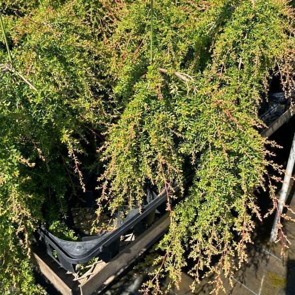 園芸ネット本店｜レプトスペルマム：バーチカルドロップ6号鉢植え の