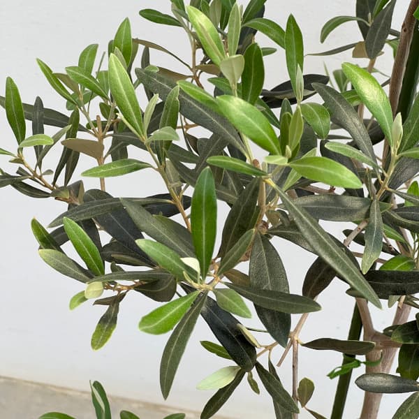 園芸ネット本店｜オリーブ：アイセブンセブン(I-77) 8号鉢植え* の通販