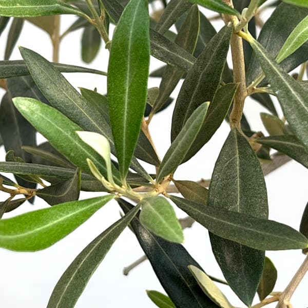 園芸ネット本店｜オリーブ：アイセブンセブン(I-77) 8号鉢植え* の通販