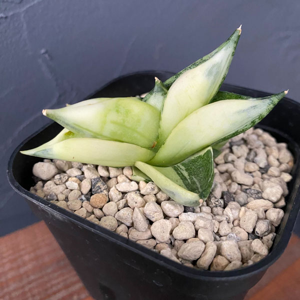 園芸ネット本店｜[ザ・ファームセレクト]サンセベリア：ボンセレンシス