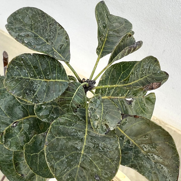 園芸ネット本店｜スモークツリー：スノーパフ7号ポット の通販【公式】