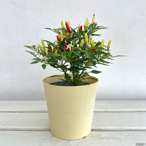 園芸ネット本店｜唐辛子：メキシカンチリペッパー4号鉢カバー入 の通販