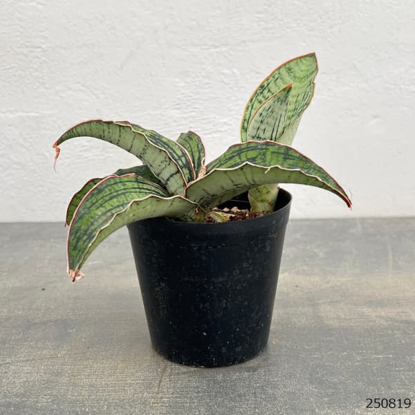 園芸ネット本店｜サンセベリア：クレオパトラ 3号ポット の通販【公式】