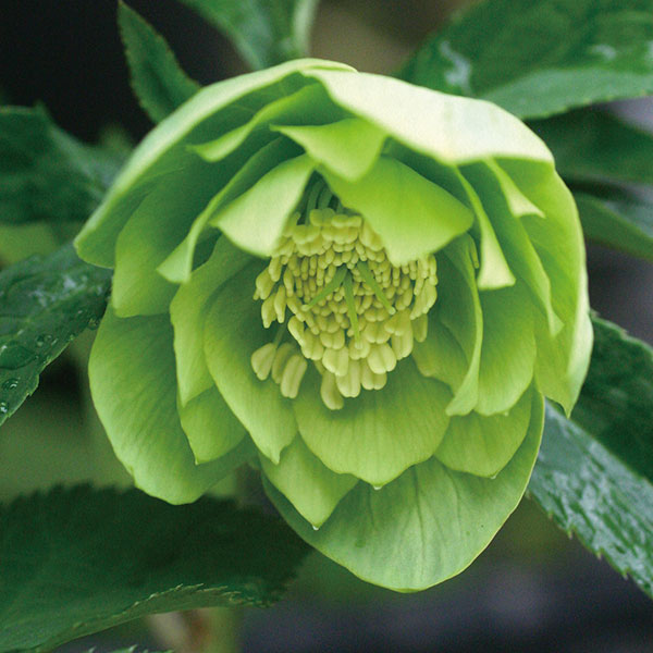 園芸ネット本店｜クリスマスローズ：ダブル7種セット の通販【公式】