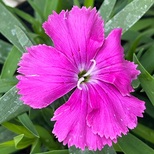 園芸ネット本店｜ダイアンサス：ダイアナ ブルーベリー3.5号ポット の