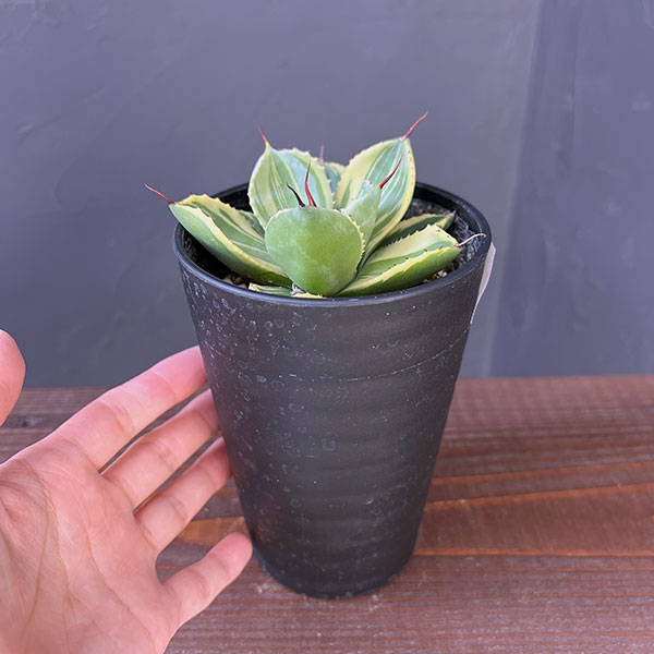 園芸ネット本店｜アガベ：パリー トルンカータ ライムストリーク 3.5号