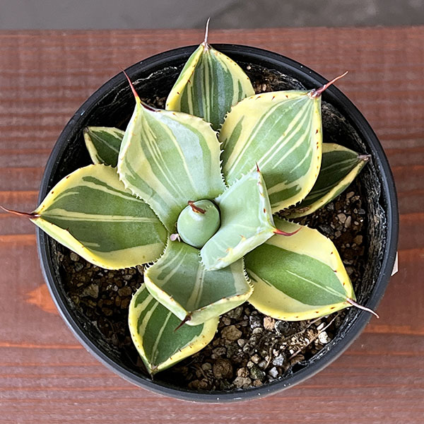 園芸ネット本店｜アガベ：パリー トルンカータ ライムストリーク 3.5号