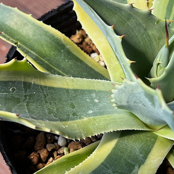 園芸ネット本店｜アガベ：オバティフォリア オルカ 4号鉢植え25-01 の