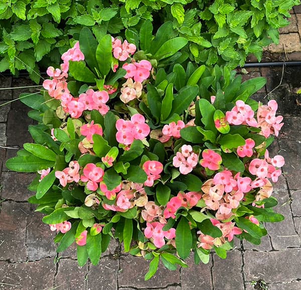 園芸ネット本店｜ハナキリン：ティアラ シャルロッテ5.5号鉢植え の