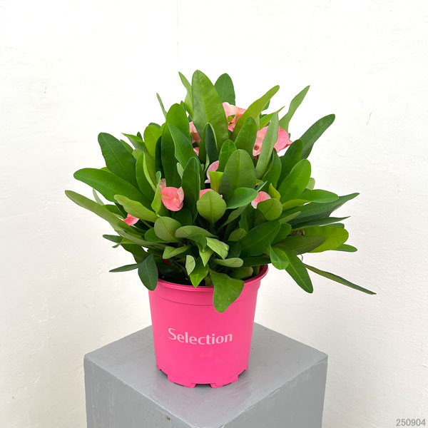 園芸ネット本店｜ハナキリン：ティアラ シャルロッテ5.5号鉢植え の