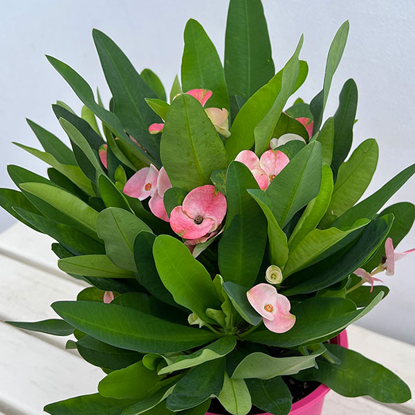 園芸ネット本店｜ハナキリン：ティアラ シャルロッテ5.5号鉢植え の