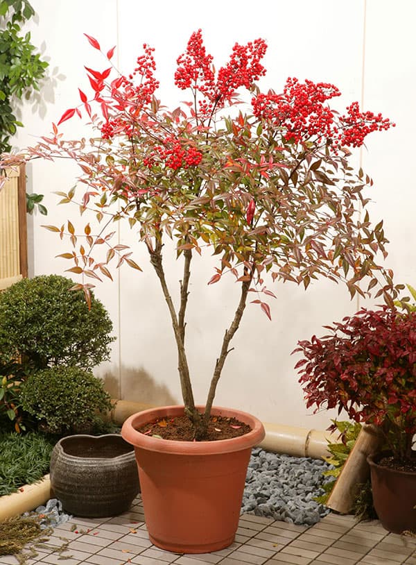 園芸ネット本店｜ナンテン(南天）：森清（もりきよ）4.5号ポット[難を