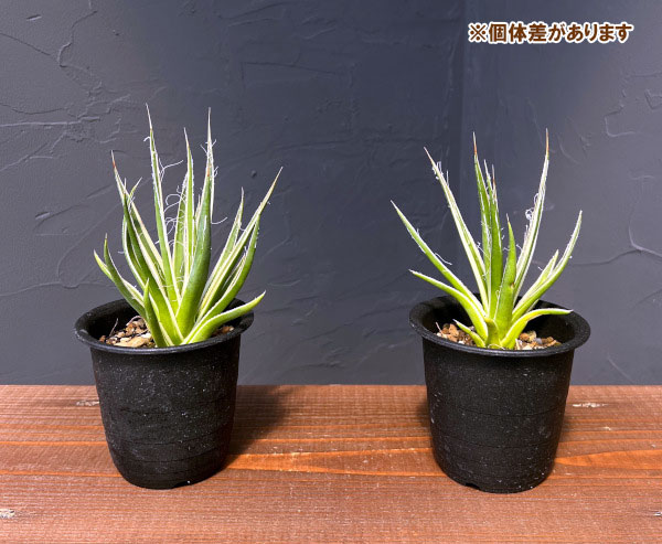 園芸ネット本店｜アガベ：ムルチフィリフェラ スターシャイン 3号