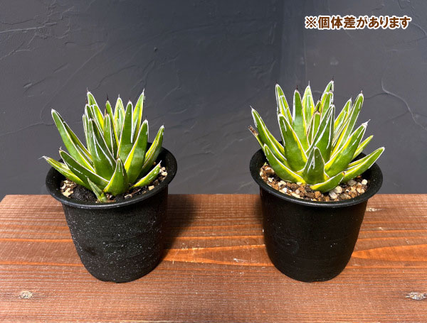 園芸ネット本店｜アガベ：笹の雪（ササノユキ）黄覆輪 3‐3.5号ポット