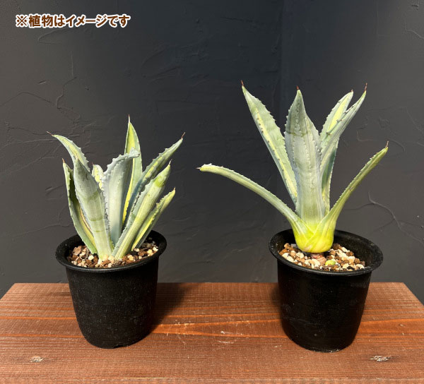 園芸ネット本店｜アガベ ：アメリカーナ エクスパンサ パリーダ 3.5号