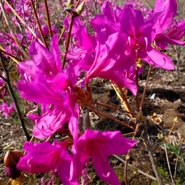 園芸ネット本店｜ツツジ：ハヤトミツバツツジ樹高40～50cm根巻き の