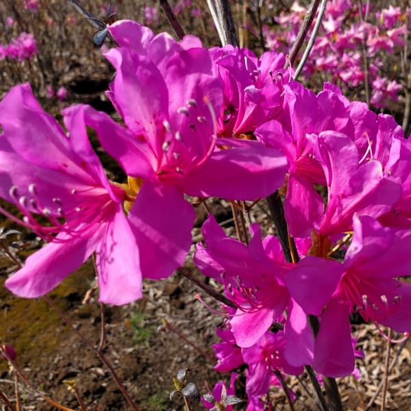 園芸ネット本店｜ツツジ：ハヤトミツバツツジ樹高40～50cm根巻き の