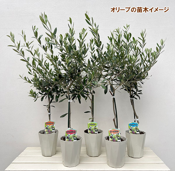 園芸ネット本店｜オリーブ：レッチーノ スタンダード仕立て4.5号ポット