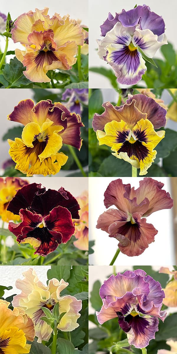 園芸ネット本店｜パンジー：フェデネージュ モネ 積みわら3-3.5号