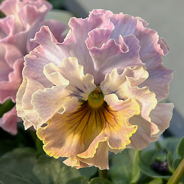 園芸ネット本店｜パンジー：フェデネージュ トイプー3-3.5号ポット 6株