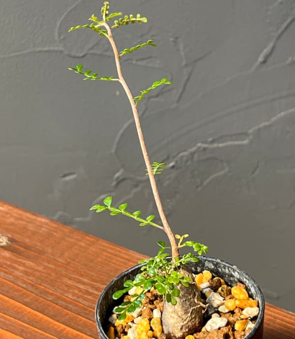 園芸ネット本店｜オペルクリカリア：デカリー （実生株） 2.5号鉢植え