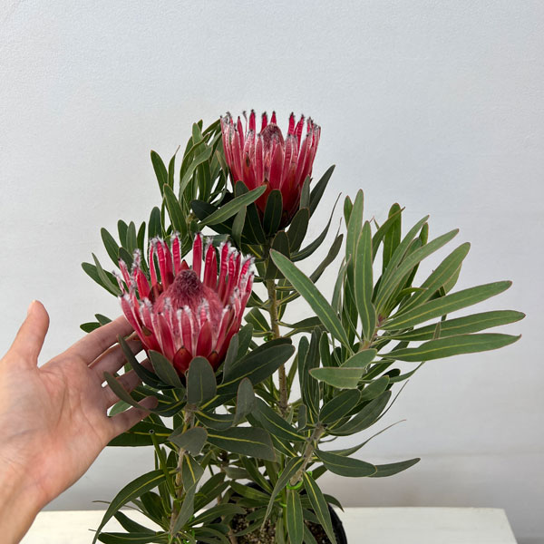 園芸ネット本店｜プロテア：フロステッドファイヤー 7号鉢植え25-02 の