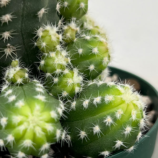 園芸ネット本店｜サボテン：エキノプシス フォルモーサ 3号硬質ポット