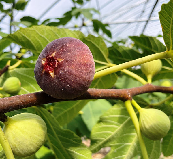 園芸ネット本店｜イチジク：日本種（早生日本種/蓬莱柿・ほうらいし)6