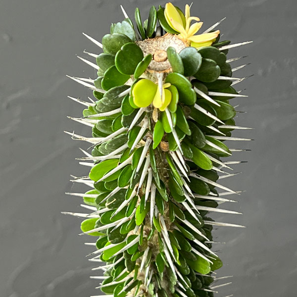 園芸ネット本店｜アローディア：モンタグナッキー 5号硬質ポット25-02