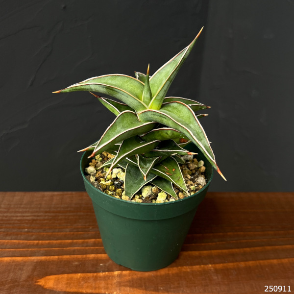 園芸ネット本店｜サンセベリア：ラブラノス23251 3号ポット の