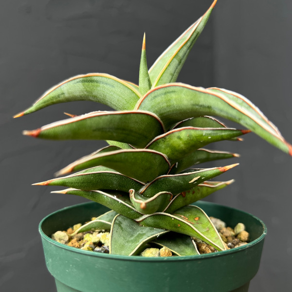 園芸ネット本店｜サンセベリア：ラブラノス23251 3号ポット の