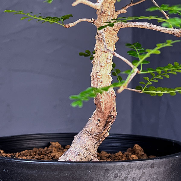 園芸ネット本店｜オペルクリカリア：パキプス（実生株） 5号鉢植え の